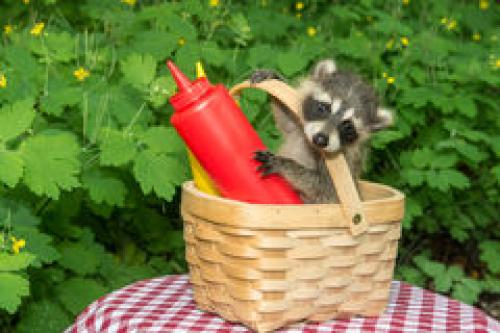 Raccoon baby-raccoon-picnic-basket-raiding-54997706[1].jpg