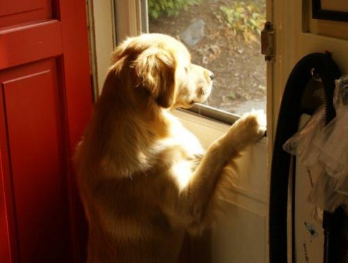 dog-wants-to-go-out[1].jpg