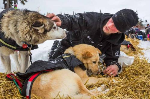 AP Photo -- #1 -- Dallas Seavey With Lead Dogs -- iditarod-76935602b4f5c0ad -- Dallas Seavey tends to his lead dogs shortly after arriving at the Koyuk, Alaska, checkpoint during the Iditarod Trail Sled Dog Race, Monday, 3-16-15.jpg