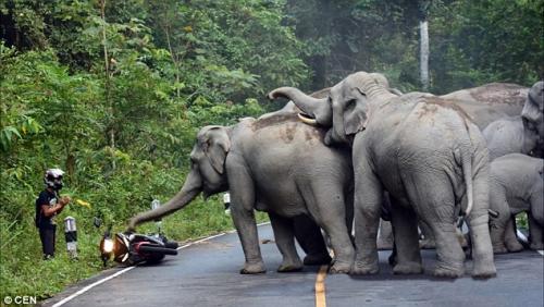 Elephant Gang vs Motorbike 2D8F439F00000578-0-image-a-168_1445268716006[1].jpg