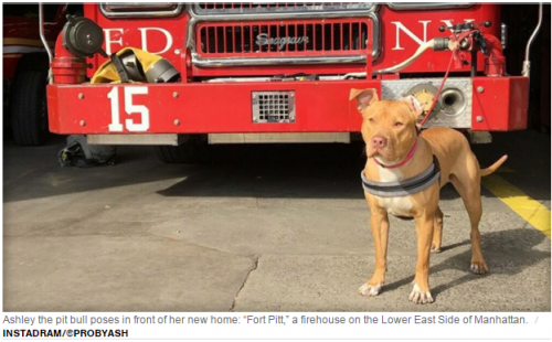 Firehouse Pit Bull.png