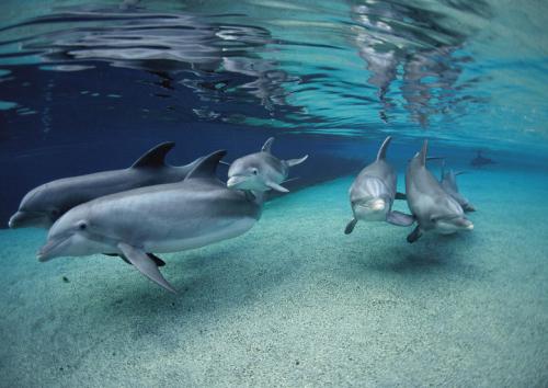 dolphins in blue waters shallow_feature-780x552[1].jpg