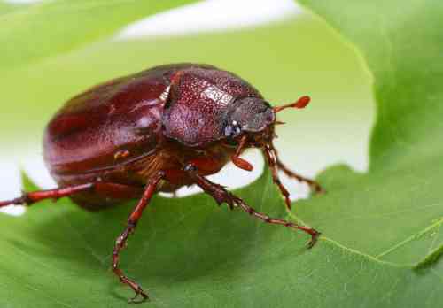 beetle-leaf.jpg