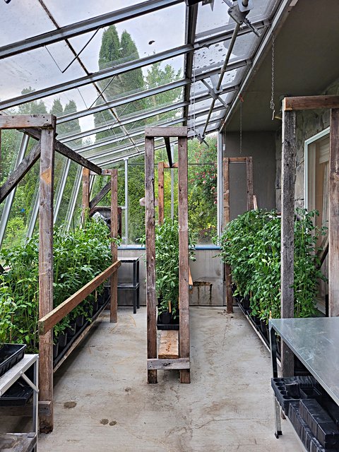 toms_in_greenhouse_31_may_2023.jpg