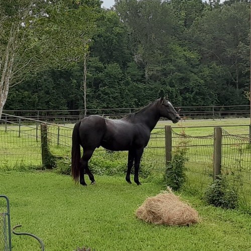 Horse_2_1_High.jpg