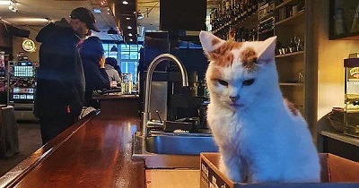 catbar.jpg