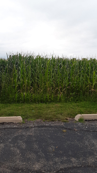 corn field_1.jpg