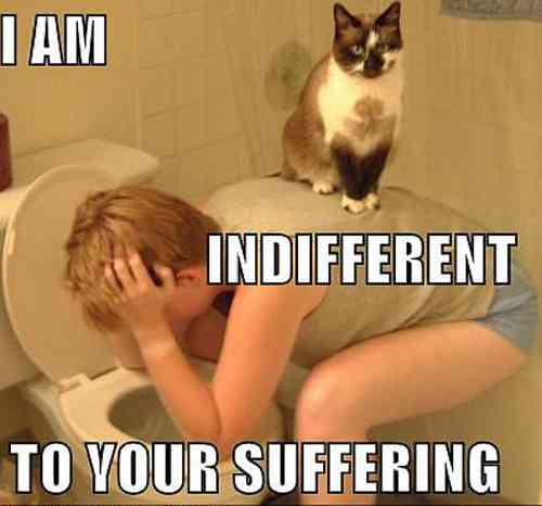 funny-pictures-cat-on-vomiting-person1-58b8d63d3df78c353c22f67c.jpg