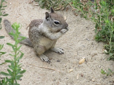 groundsquirrel.jpg