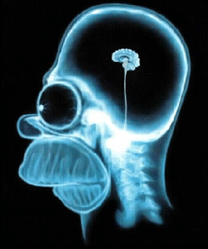 homer's brain.png