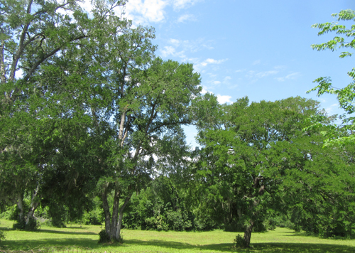 otcBackYard.jpg