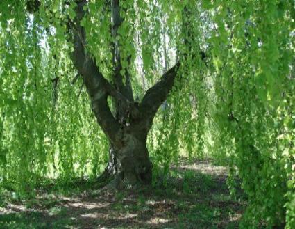 50-silver-weeping-birch-tree-white-european-betula-pendula-alba-seeds-comb-s-h_3231407.jpg