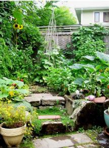 Back yard garden jpg_0.jpg