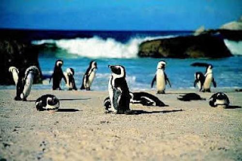 Beach AfricanPenguinColony[2].jpg