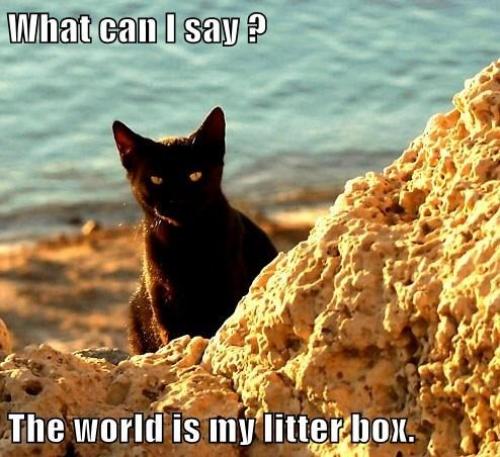 Beach Cat Litter124548-the-world-is-my-litterbox-rLKa[1]_0.jpg