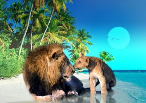 Beach lions 621134-bigthumbnail[1].jpg