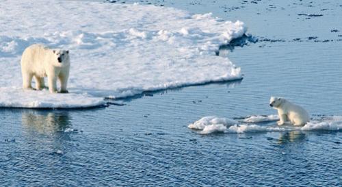 Beach magazine-winter-2015-polar-bears-joan-cambray[1].jpg