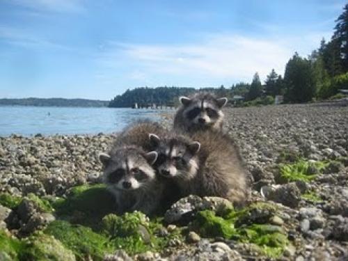 Beach raccoons 2010-6-30download068[1].jpg