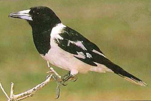 Bird Black and White butcherbird[2].jpg