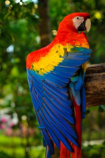 Bird macaw[1].jpg