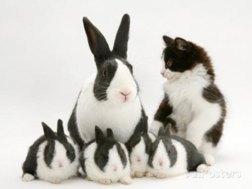 Bunnies and Pootie Black and White jane-burton-blue-dutch-rabbit-and-four-3-week-babies-and-black-and-white-kitten[1].jpg