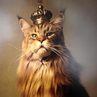 Cat King marie_cecile_thijs_4[1].jpg