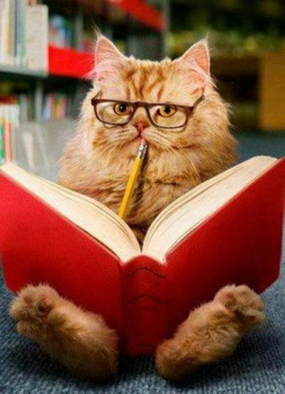 Cat Studying.jpg
