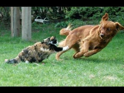 Cat chases Dog hqdefault[1].jpg