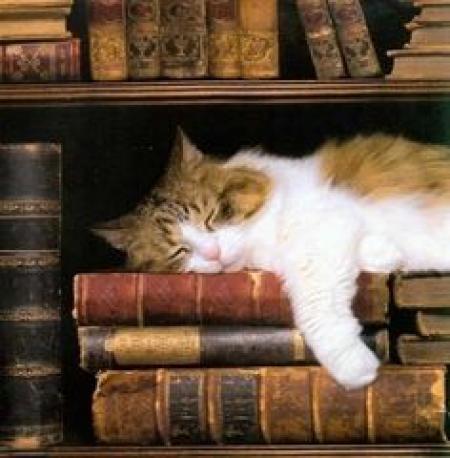 Cat in Library 4c06f573a6d006081e65f1f617a3ef5a[1].jpg