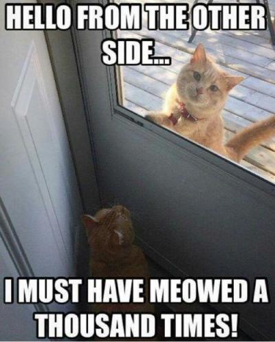 Cats Want in and out a6041bd3ff9d4317c76d9ae15408f1f1[1].jpg