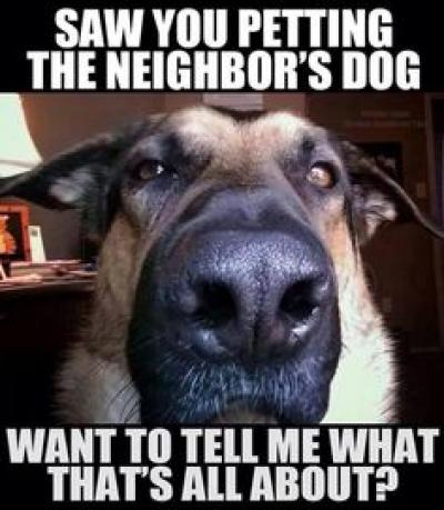 Dog Accuse 2c356f6199069966e5c0b70b152c81ee[1].jpg