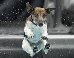 Dog Diving.jpg