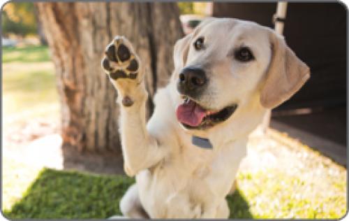 Dog Wants toPlease LabWaving[1].jpg