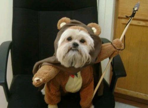 Dog Wookie imgfave-2[1].jpg