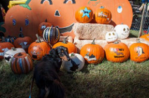 Dog dachshund on Halloween 15419783926_9857c88187_m[1].jpg