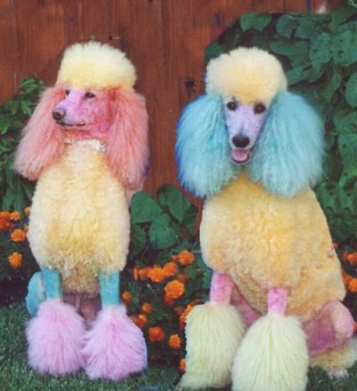 Dogs Rainbow creative-grooming-in-opawz-animals-cotton-candy-rainbow-poodles-dogs-pet-pastel-poodles-poor-dog-colorful-poodles[1].jpg