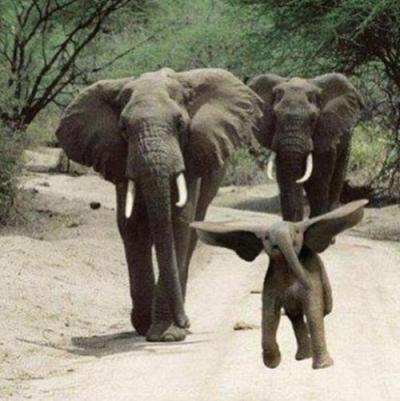 Elephant Baby Hop BOmjV6KCEAEXNyh[1].jpg