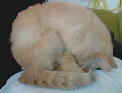 Ginger Sleeps Sitting Up.jpg