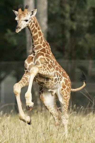 Giraffe Baby Hopping 40fb6f24b71e69e68fd37017a3ecd9e8[1].jpg