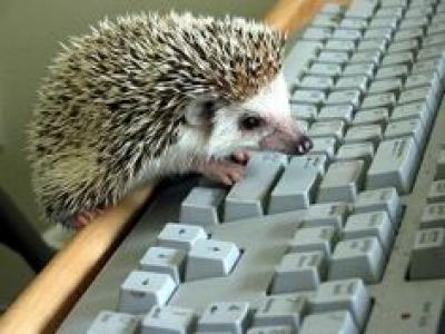 Hedgehog on Computer f5dc3ad324be0a57868470b34405867f[1].jpg