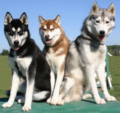 Huskies siberianhuskies2[1].jpg