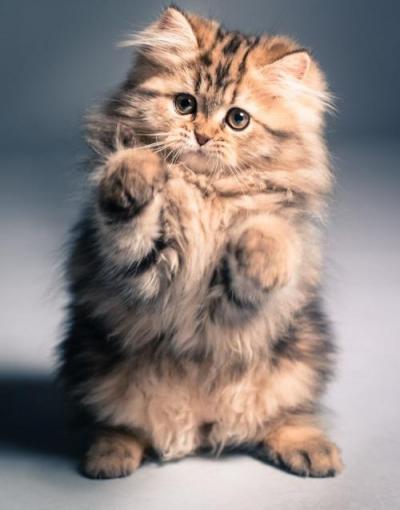 Kitten Floofiness 1e53f4e398a2c278f4f560ff37b3473d[1].jpg