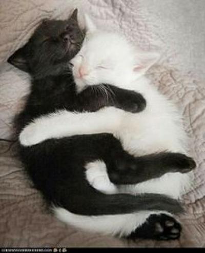 Kittens Black and White 6d1c09ef35aa518189eb20bbffc6ebdf[1].jpg
