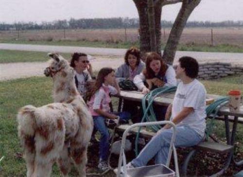 Llama Picnic helenfeick3[1].jpg