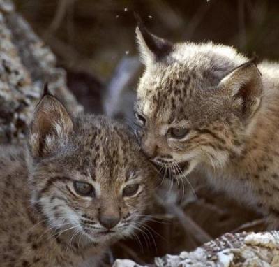 Lynx Iberian_Lynx_cubs[1]_1.jpg