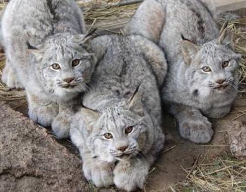 Lynxes themetapicture-on-instagram-the-majestic-canadian-lynx-those-enormous-paws-though_thumb[1]_0.jpg