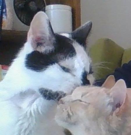 Oreo kisses his best friend 20160503_2.jpg