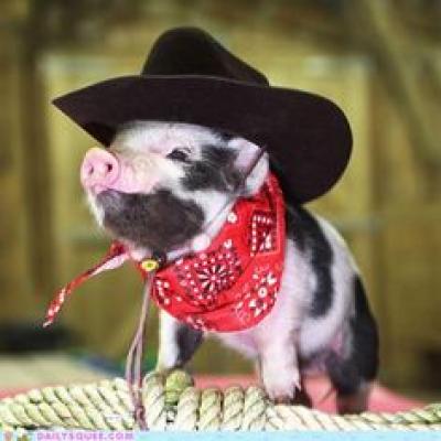 Pig Cowpoke 4b98c1c2a5e07bc1e2fa273475a424b0[1].jpg