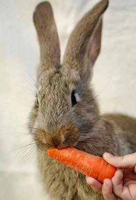 Rabbit With Carrot  (Photo)  7ee089_9296483d473c47b081fa9f97cb96119e.jpg_srb_p_600_613_75_22_0.50_1.20_0.00_jpg_srb.jpg