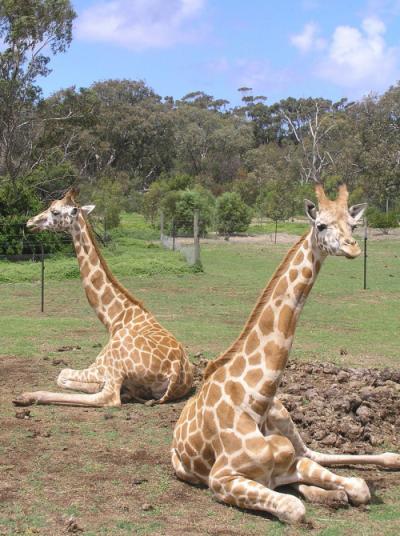 Resting Giraffes tumblr_lhycgenXhY1qhvcr9o1_500[1].jpg